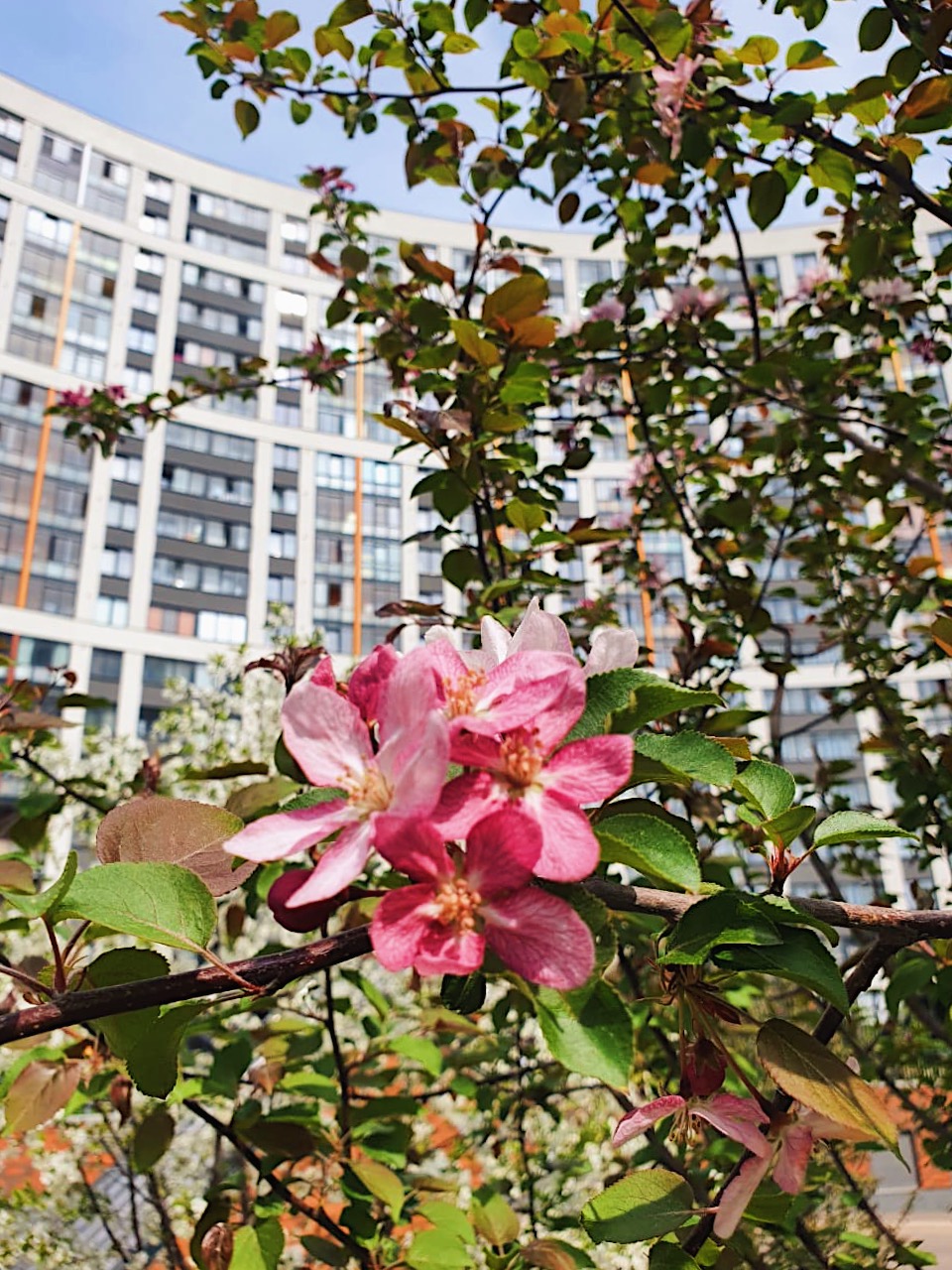 Фруктовый сад и много зелени